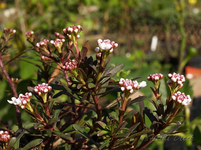Iberis muralis1.JPG